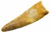Fossil Spinosaurus Tooth - Real Dinosaur Tooth #362834-1
